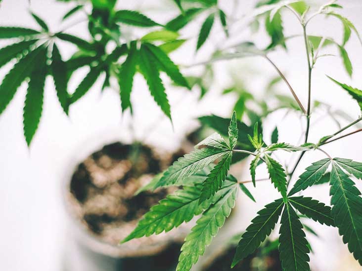 CBD Oil Extract Indianapolis 
      IN 46255